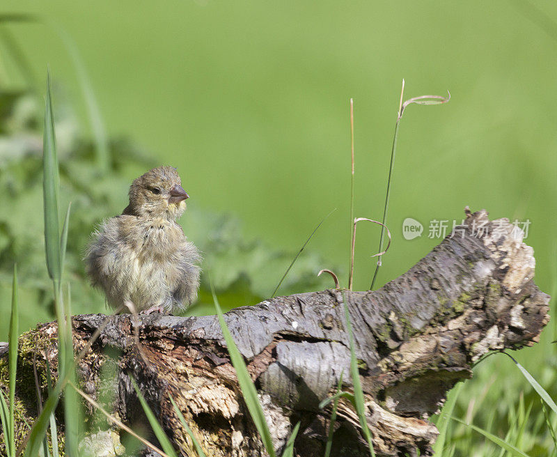 绿翅雀(Carduelis chloris) -滴虫病/溃疡病